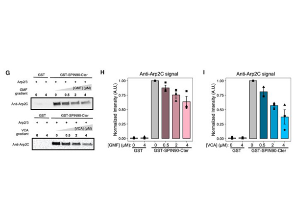 Western Blot using GST Biotin